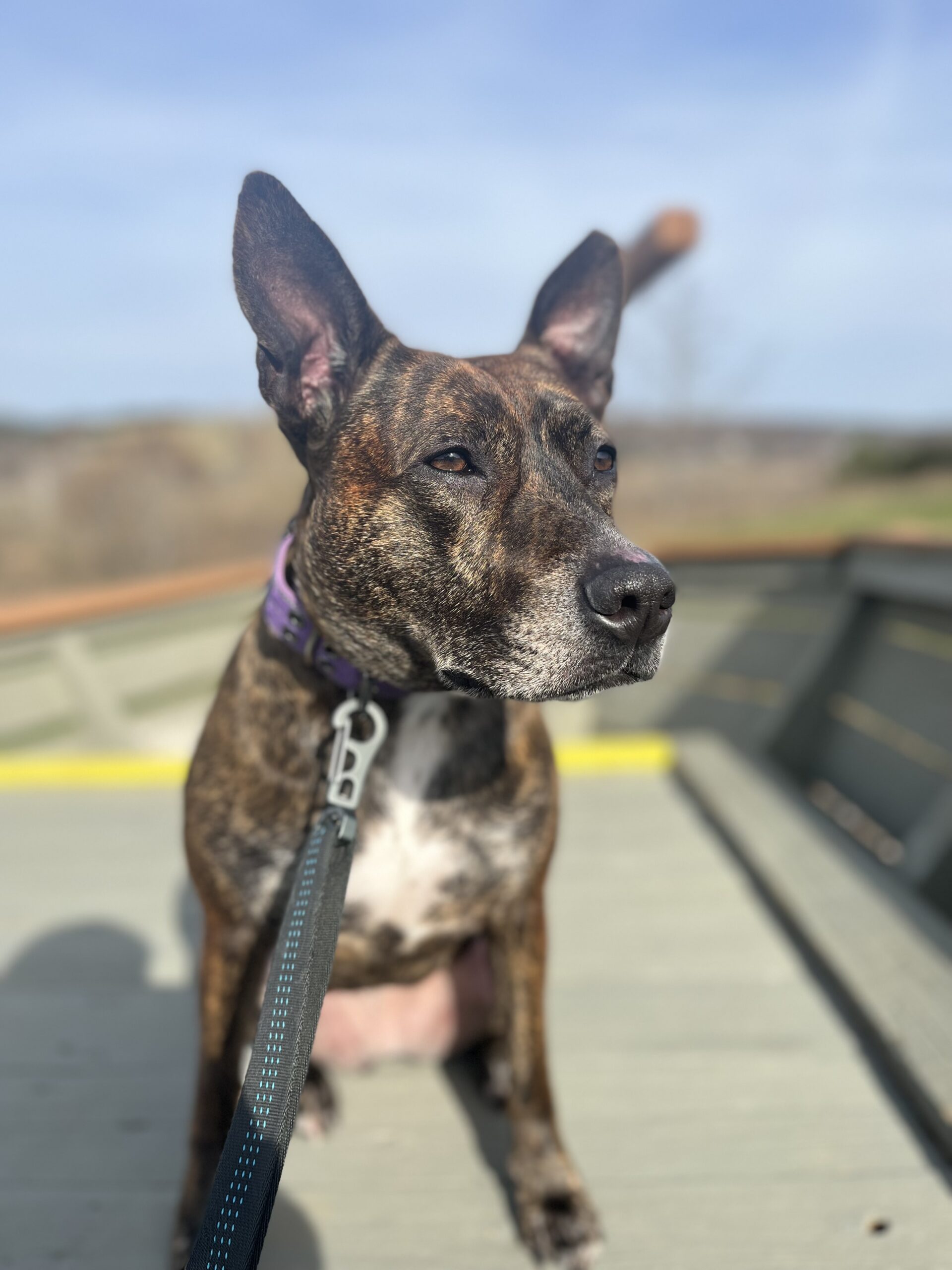 A brindle dog named June